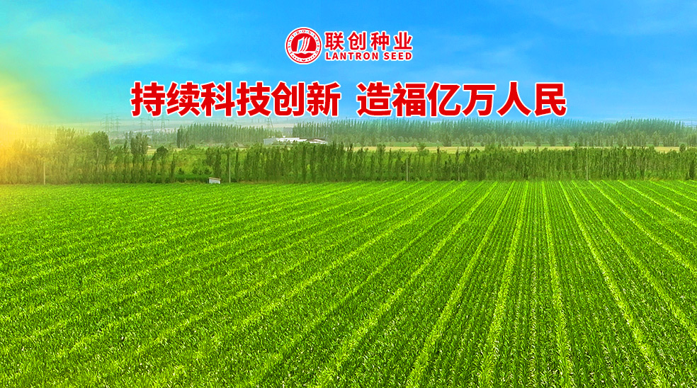聯創種業控股黑龍江乾吉耕耘，南北協同驅動中國玉米種業新格局
